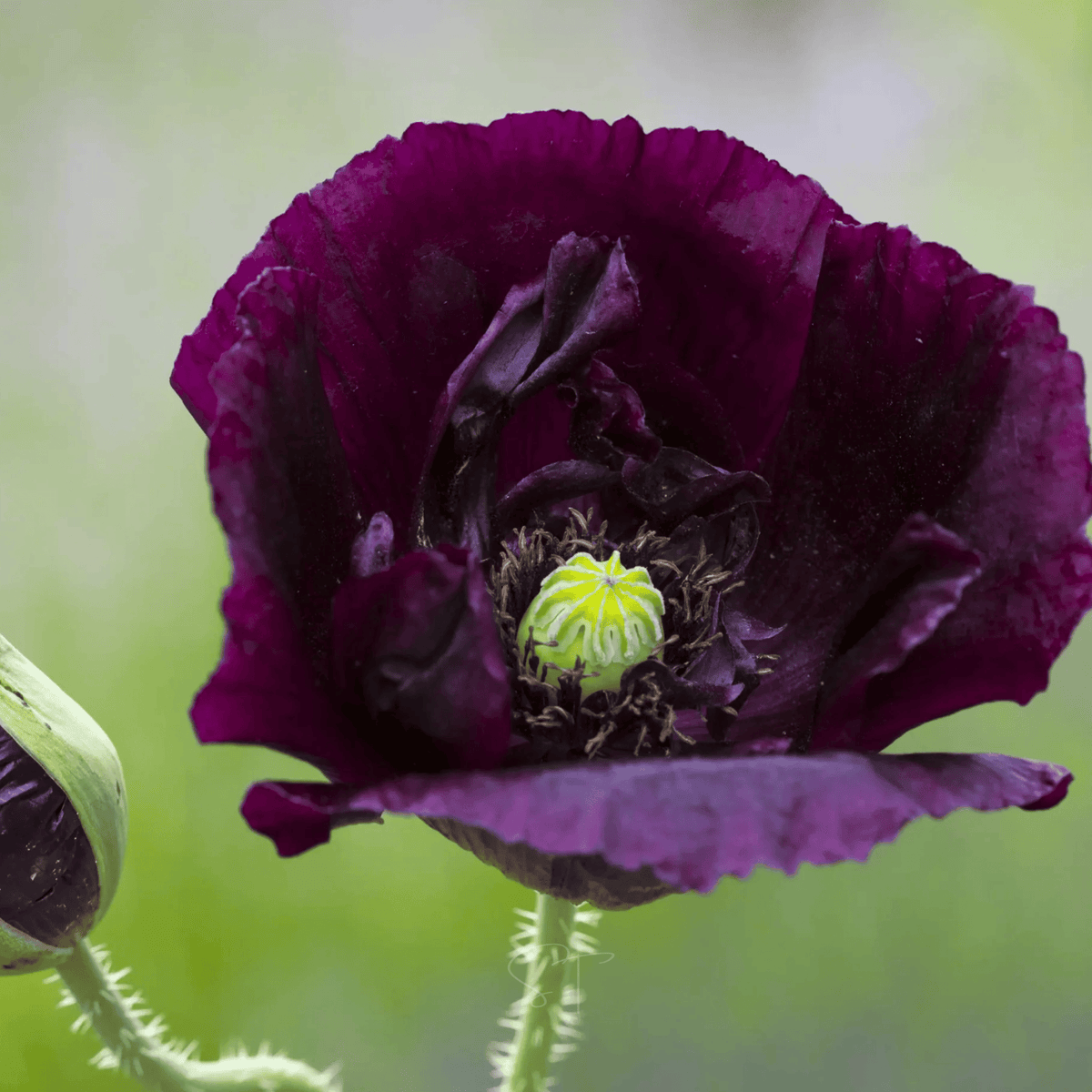 After Midnight Poppy – 100 Seeds