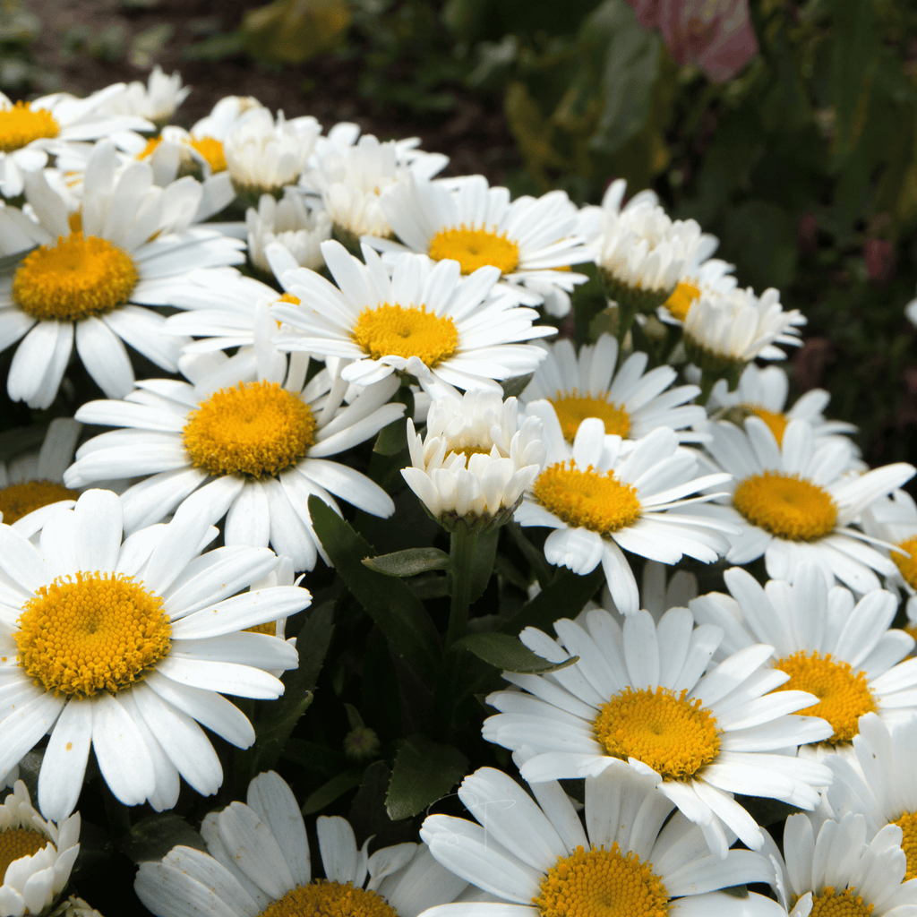 Alaska Shasta Daisy – 100 Seeds