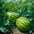 All Sweet Watermelon – 25 Seeds