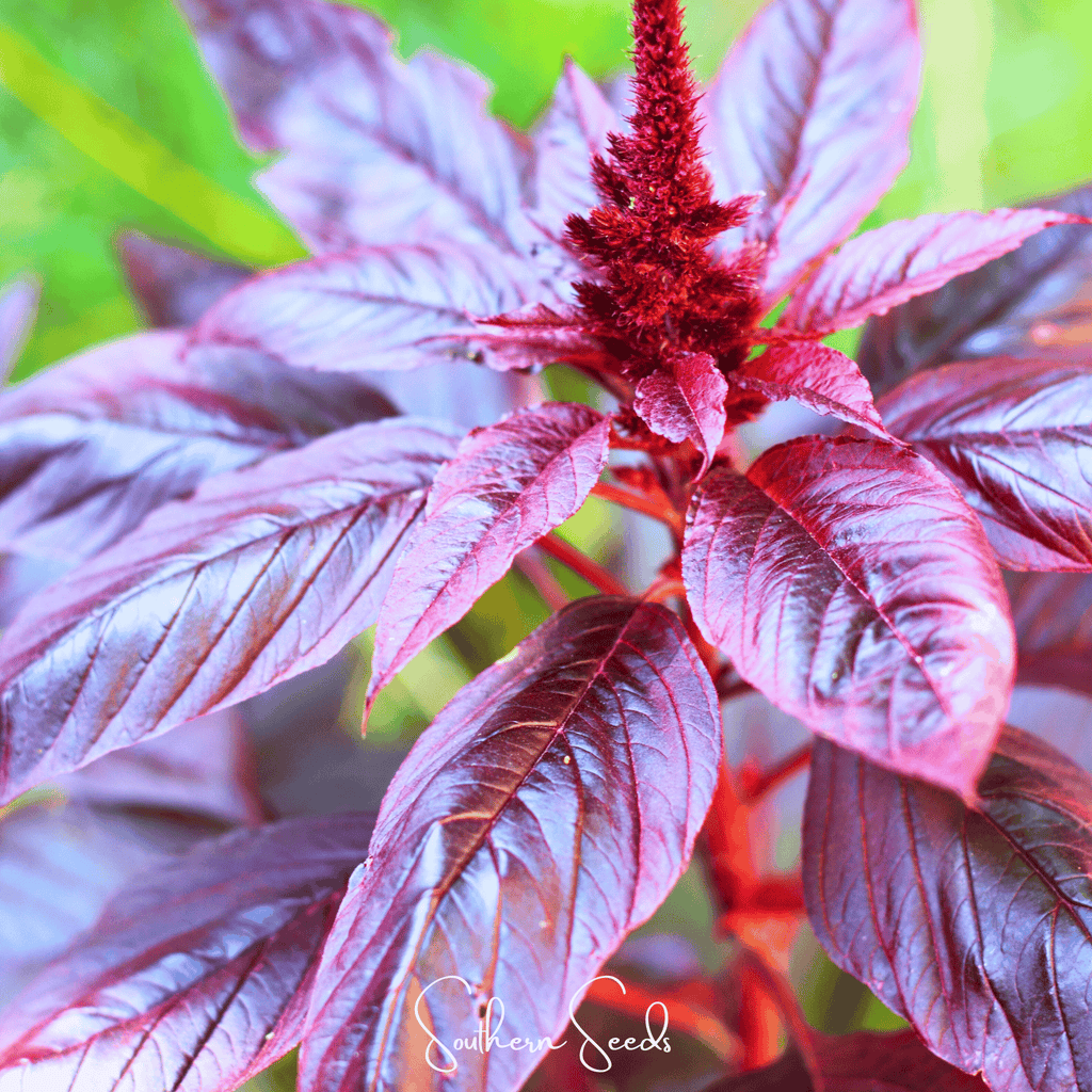 Midnight Red Amaranth – 250 Seeds