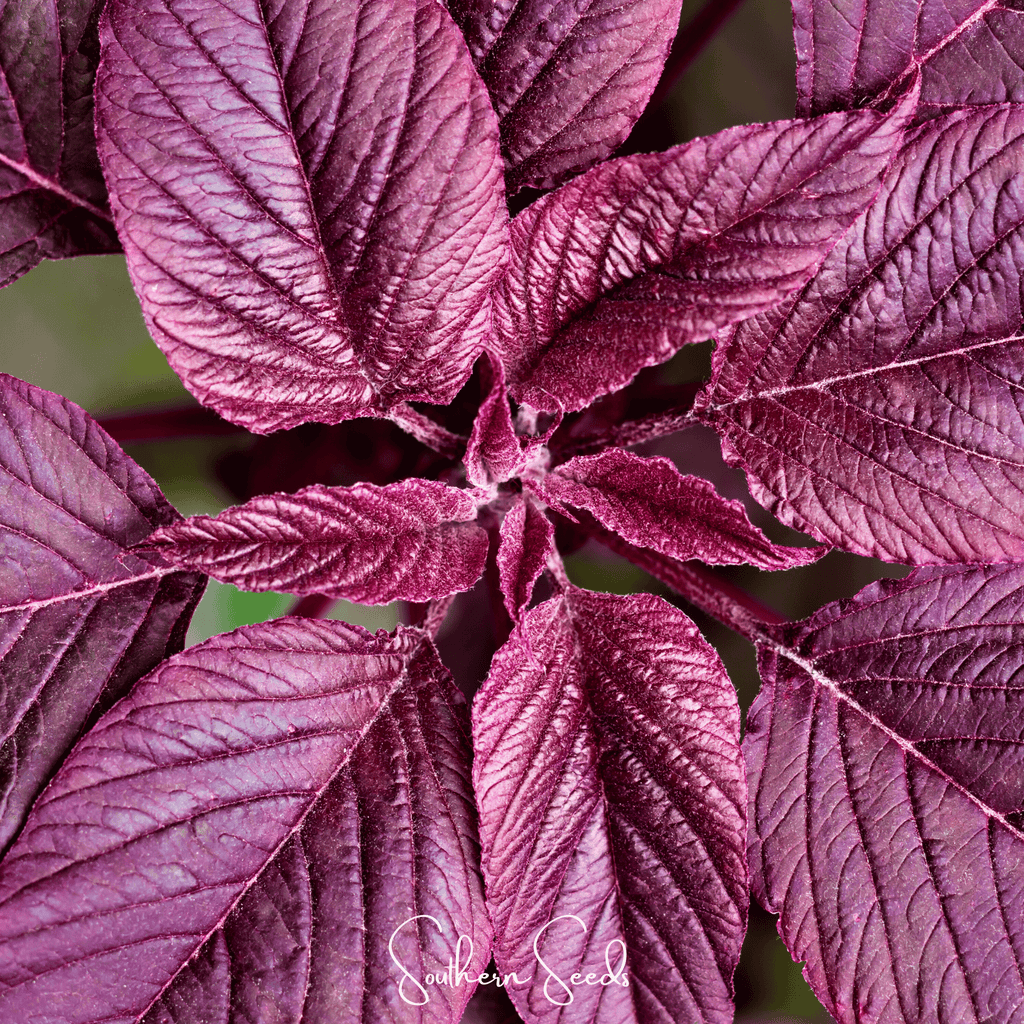 Midnight Red Amaranth – 250 Seeds