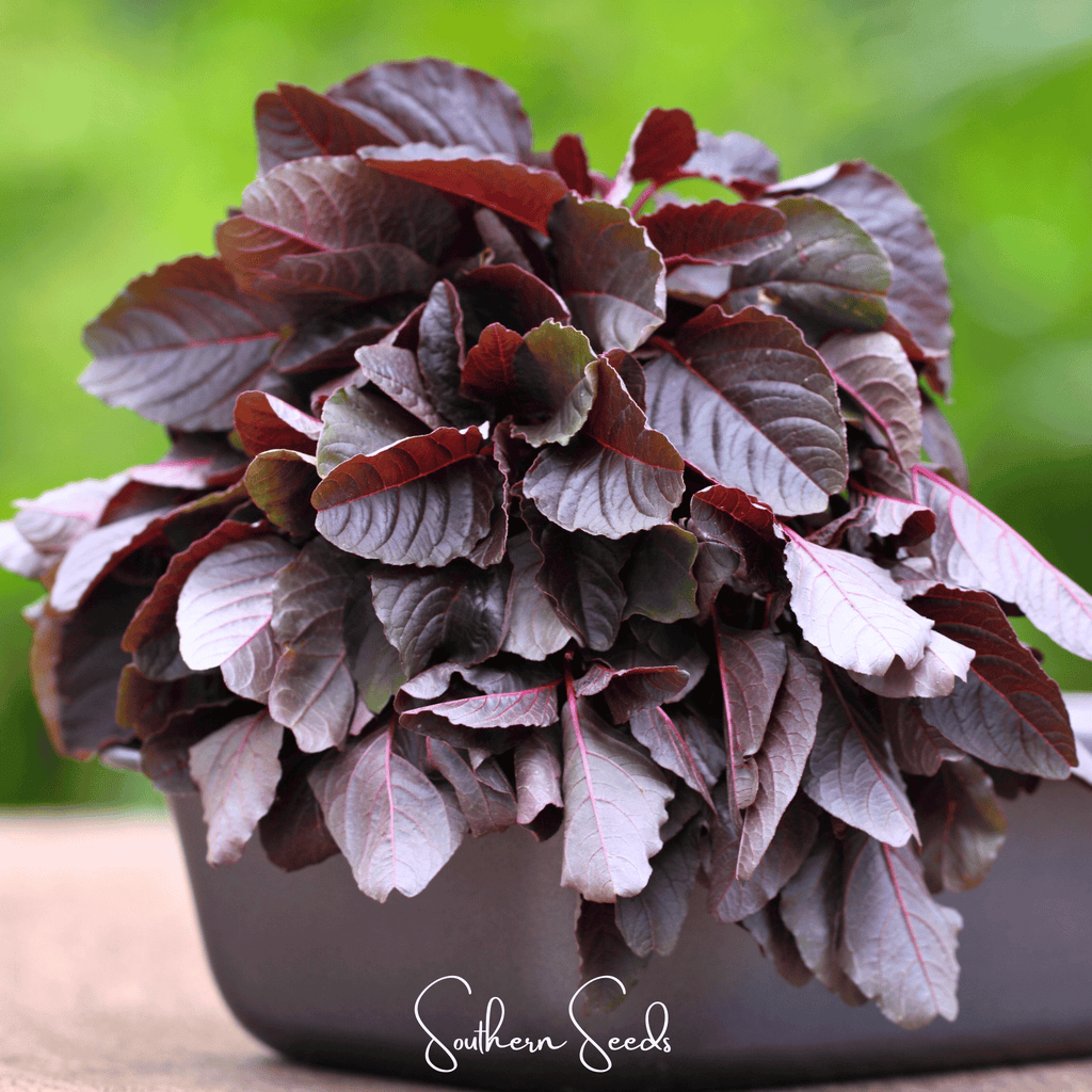 Midnight Red Amaranth – 250 Seeds