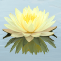 American Lotus – 5 Seeds