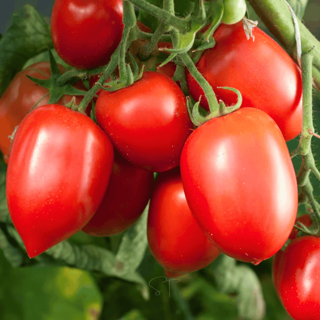 Amish Paste Tomato – 30 Seeds