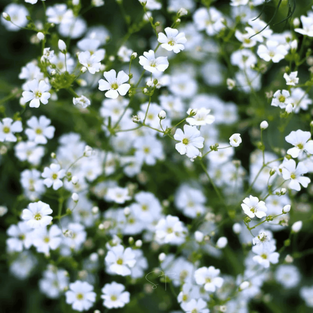Annual Baby’s Breath (Covenant Garden) – 500 Seeds