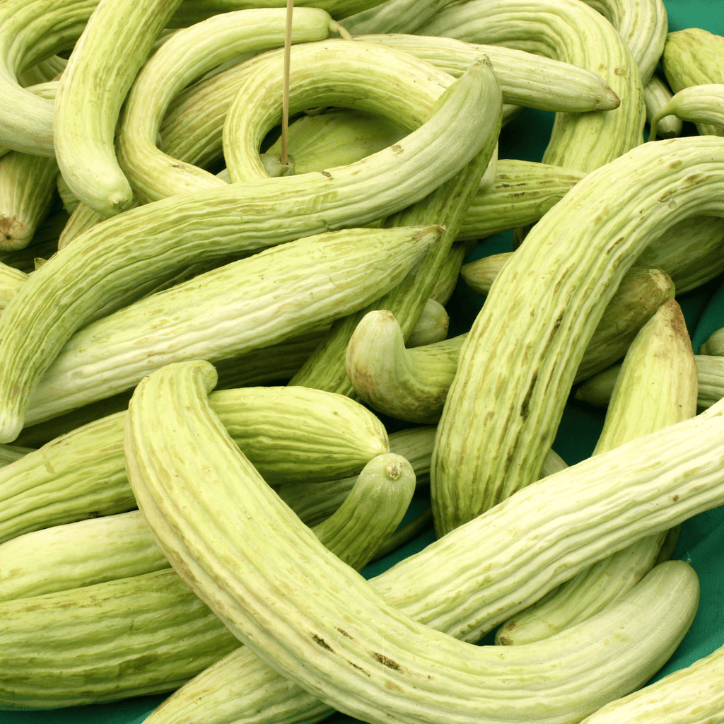Armenian Yard-Long Cucumber – 30 Seeds