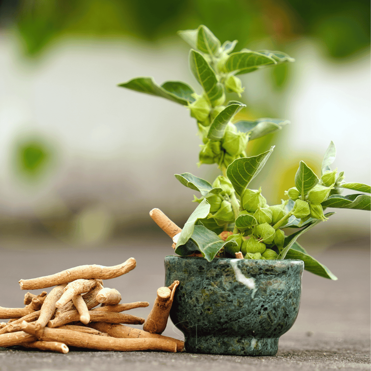 Ashwagandha (Indian Ginseng) – 30 Seeds