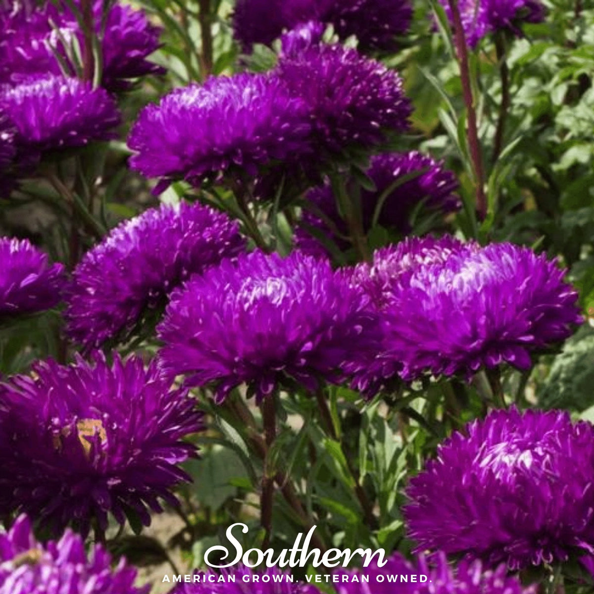 Violet Gremlin Aster – 50 Seeds