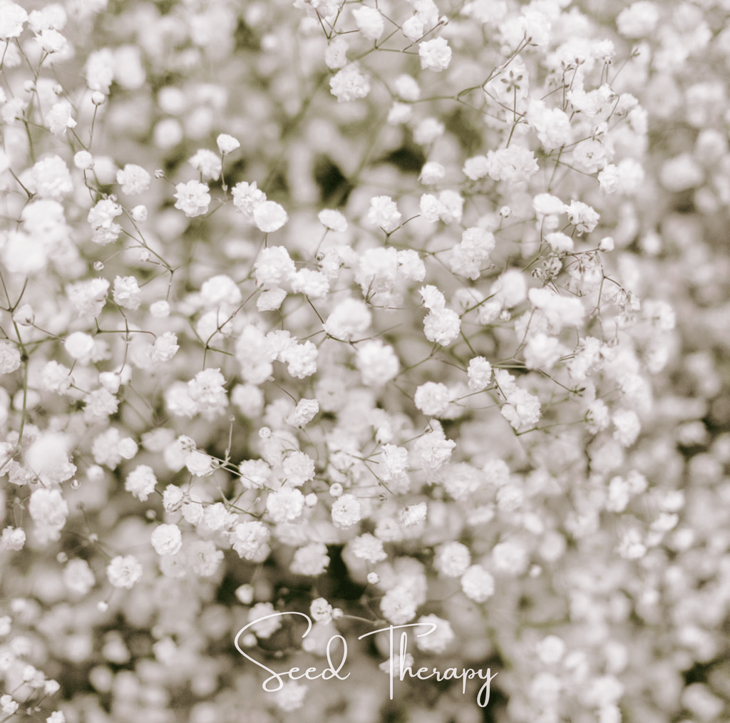Perennial Baby’s Breath – 100 Seeds