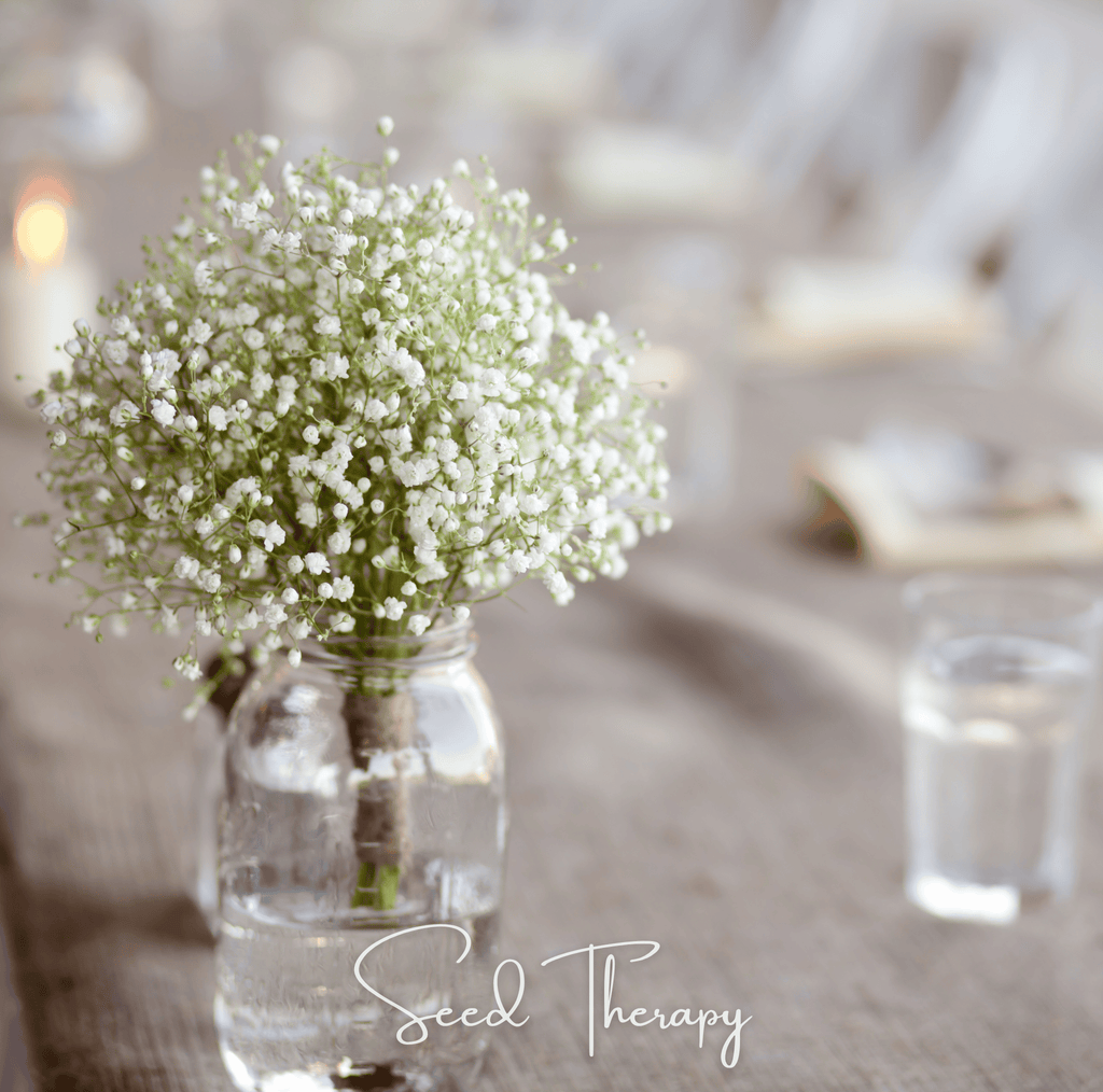 Perennial Baby’s Breath – 100 Seeds
