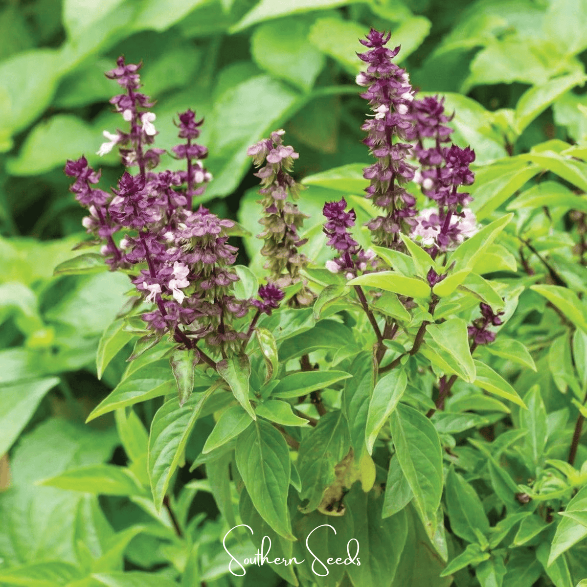 Blue Spice Basil – 100 Seeds