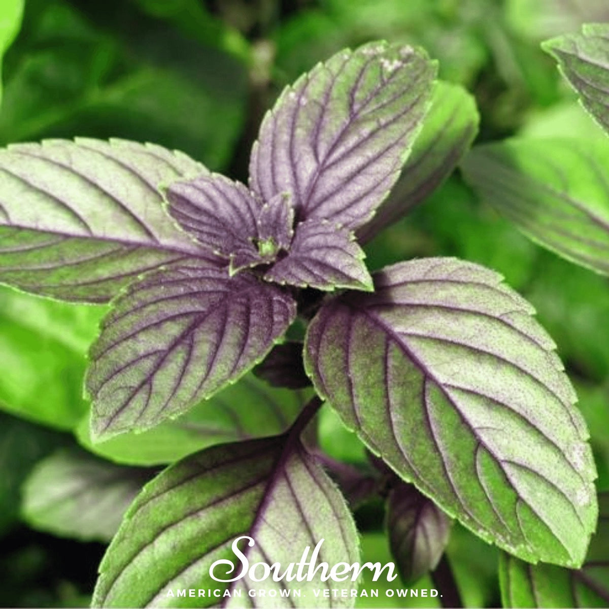 Corsican Basil – 250 Seeds