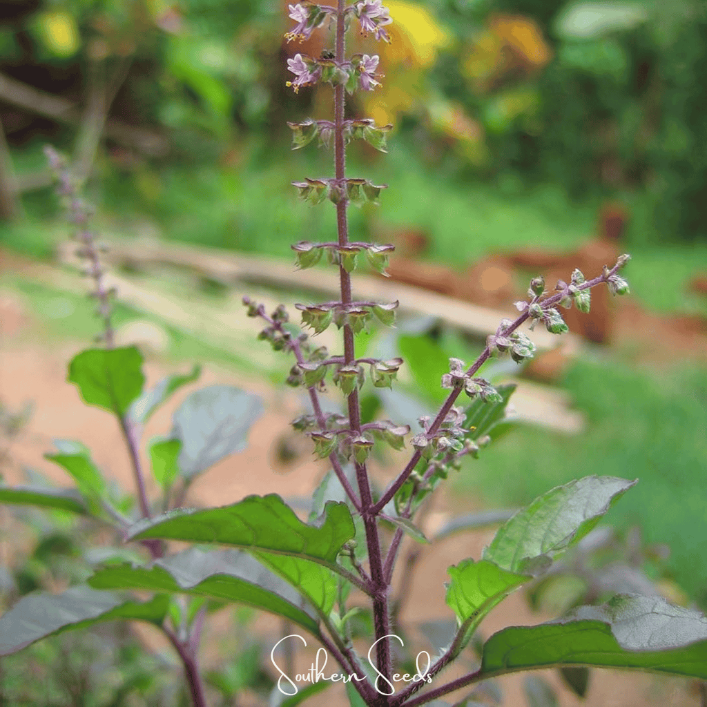 Red Holy Basil – 250 Seeds