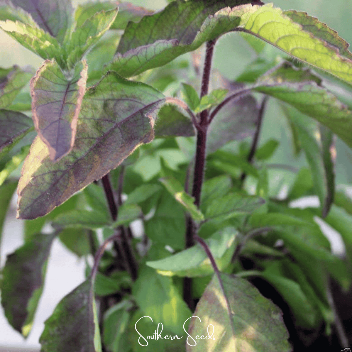 Red Holy Basil – 250 Seeds