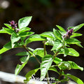 Licorice Basil – 250 Seeds