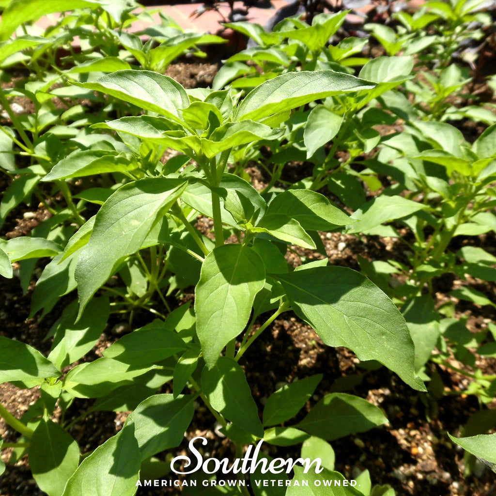 Lime Basil – 250 Seeds