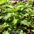 Lime Basil – 250 Seeds