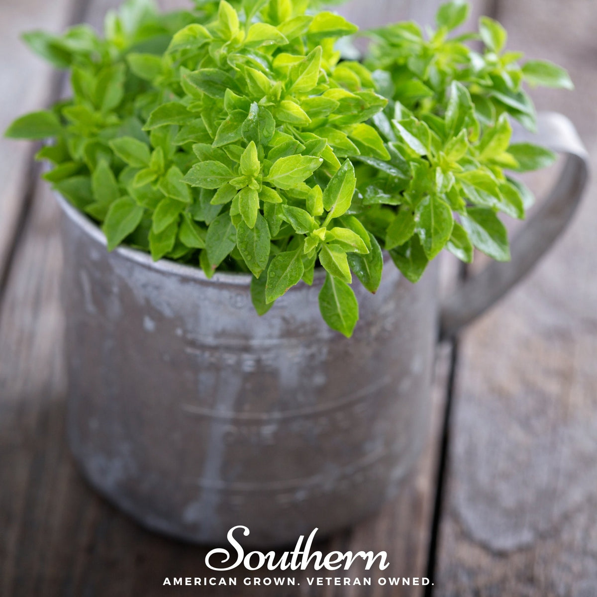 Spicy Globe Basil – 250 Seeds