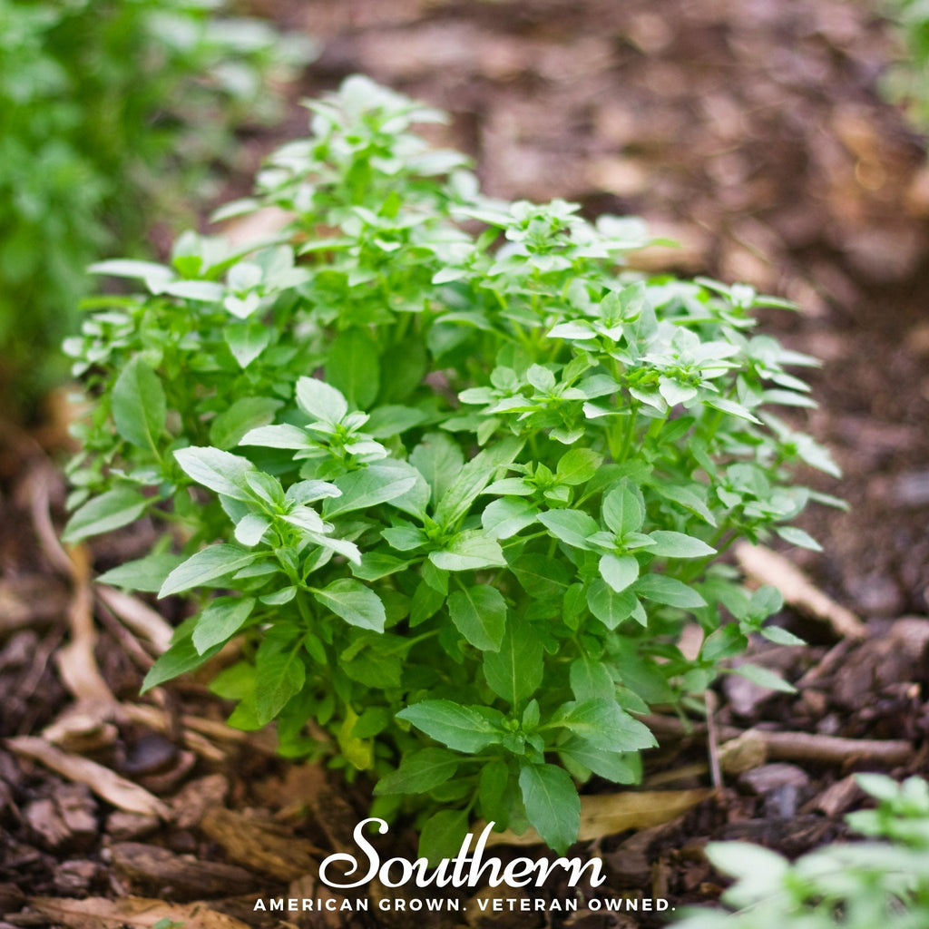 Spicy Globe Basil – 250 Seeds