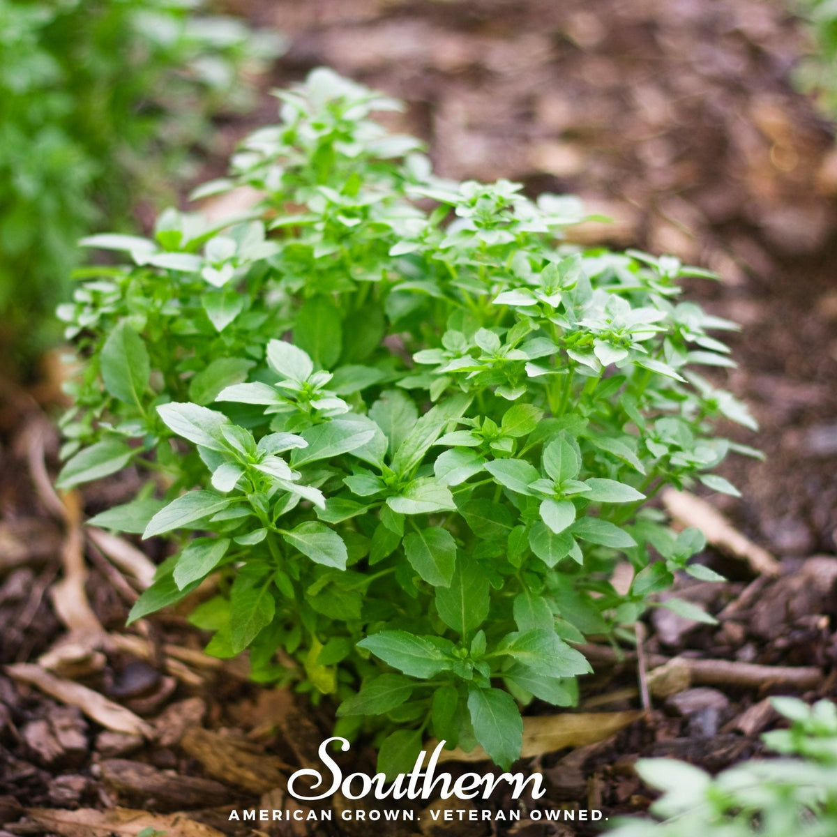 Spicy Globe Basil – 250 Seeds