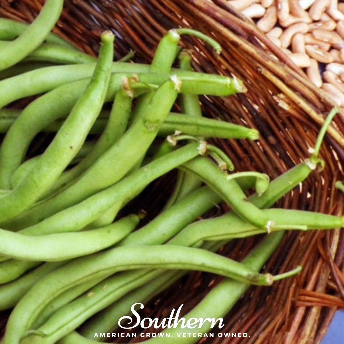 Contender Bean (Bush) – 30 Seeds