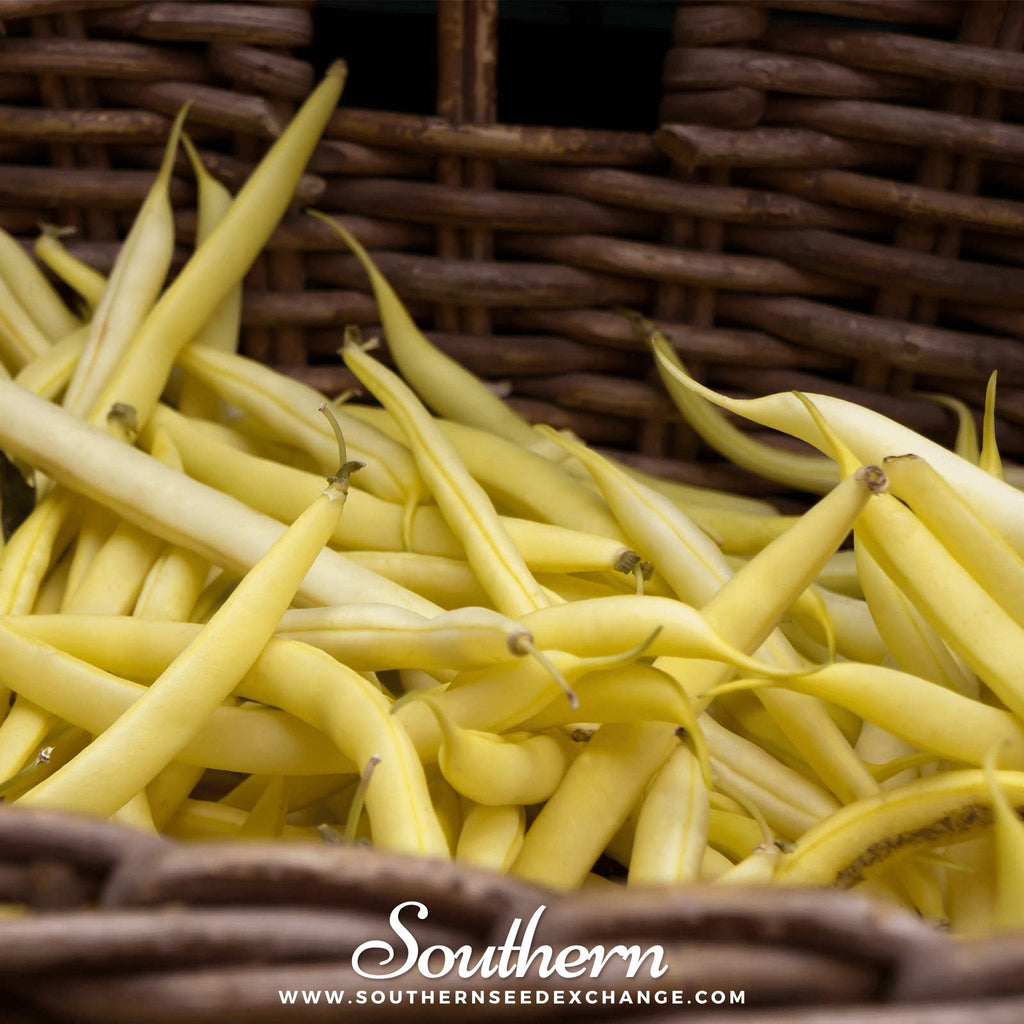 Gold Rush Bean (Bush) – 30 Seeds