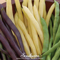 Multicolored Mix Lima Bean (Pole) – 30 Seeds