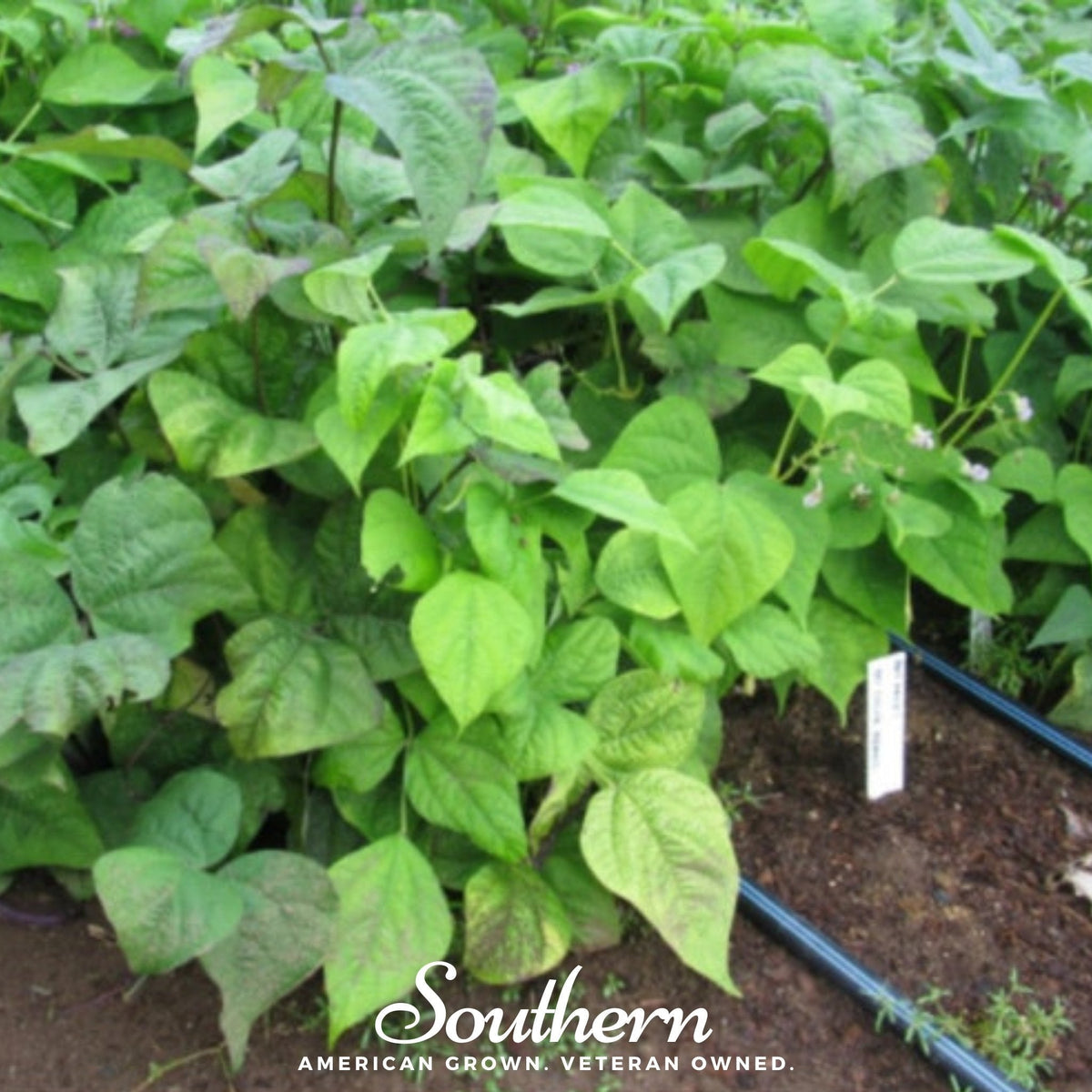 Multicolored Mix Lima Bean (Pole) – 30 Seeds