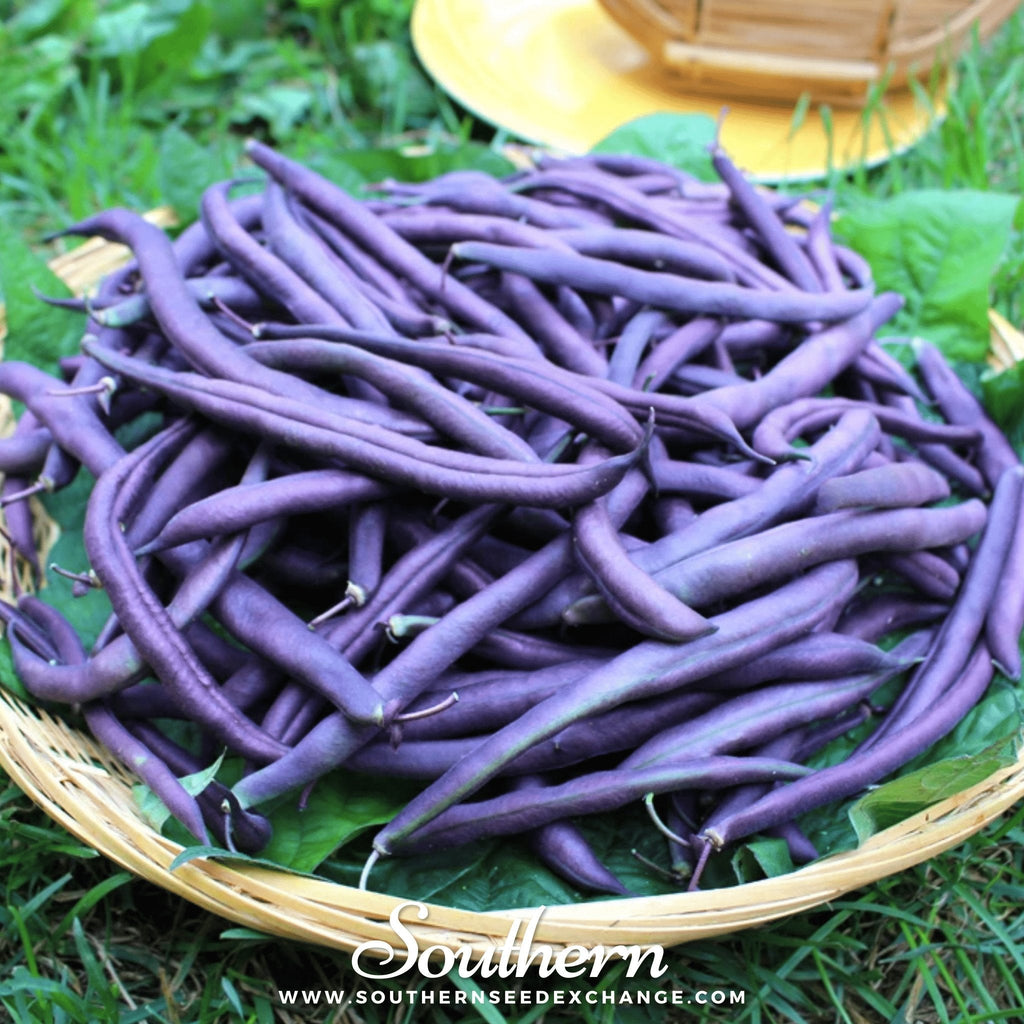 Royal Burgundy Bean (Bush) – 50 Seeds