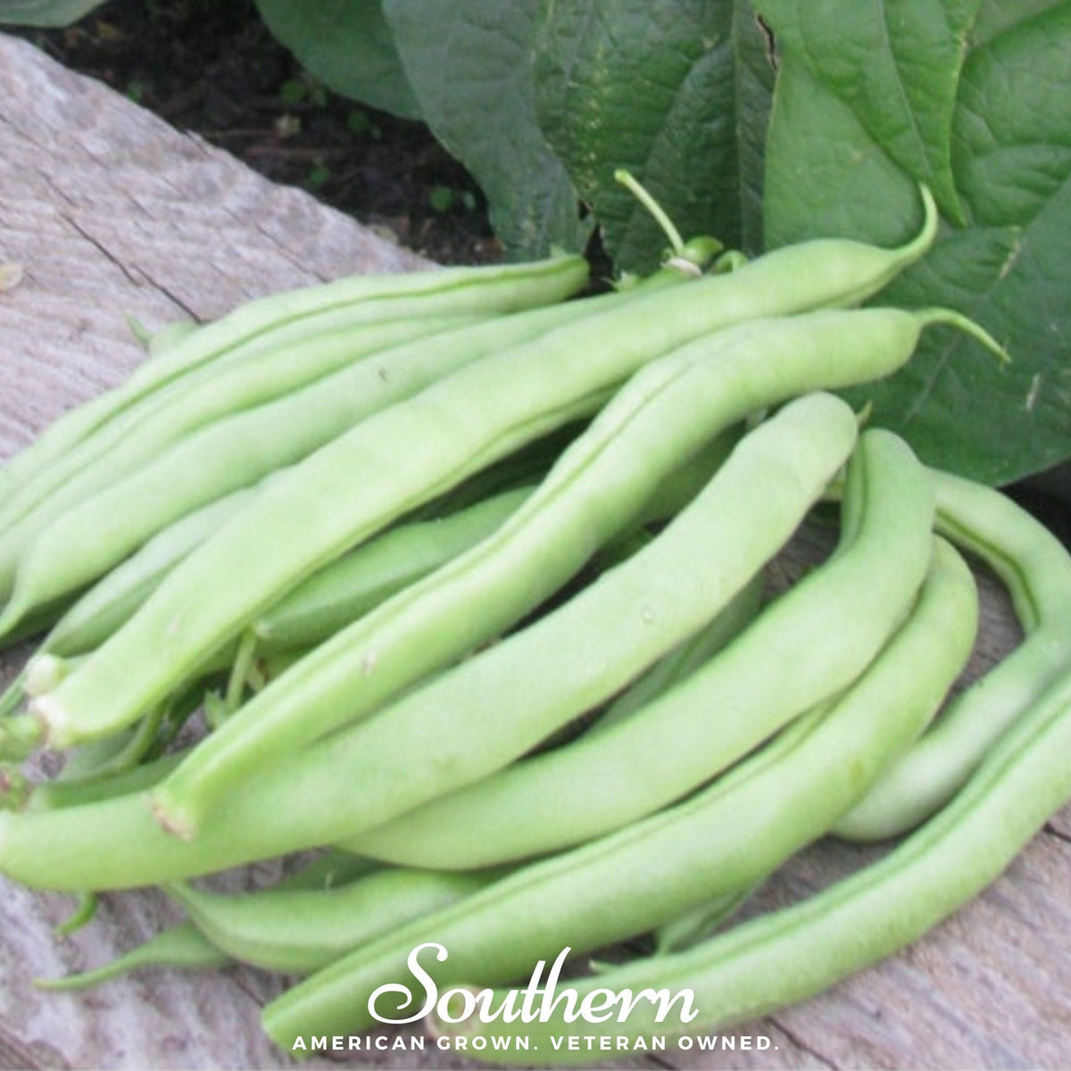 Topcrop Bean (Bush) – 50 Seeds