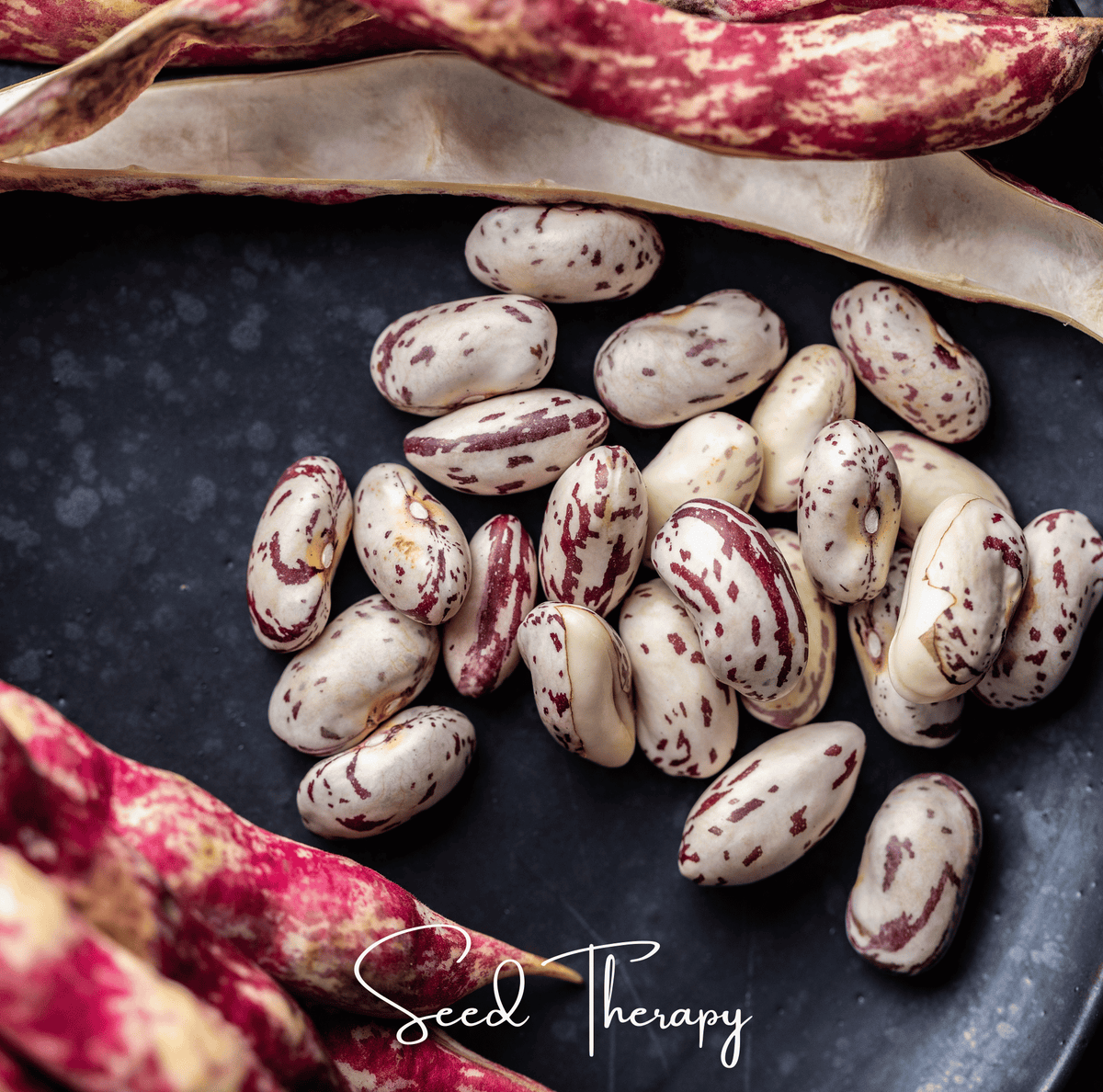Vermont Cranberry Bean (Bush) – 20 Seeds