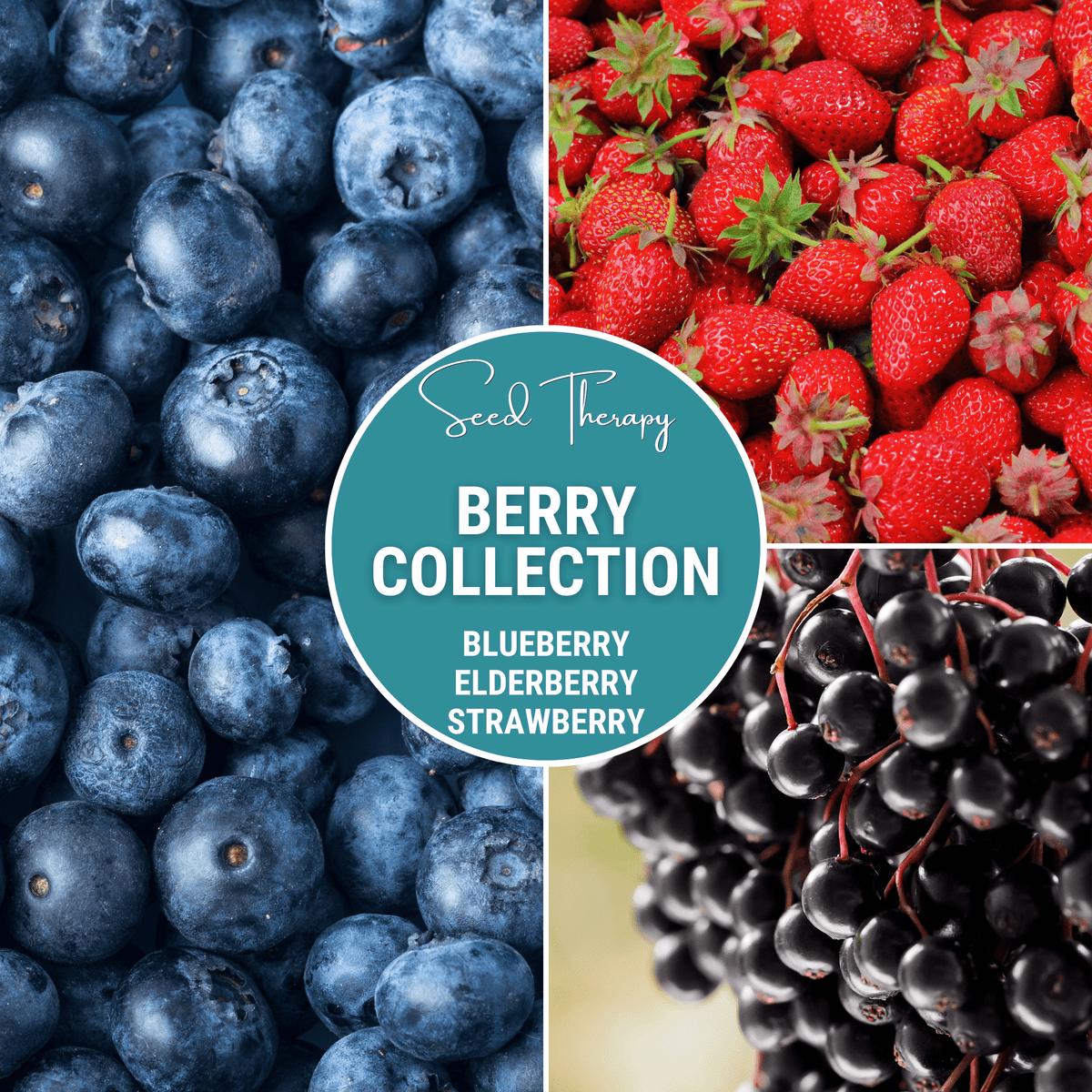 Berry Seed Collection (Elderberry • Blueberry • Strawberry)