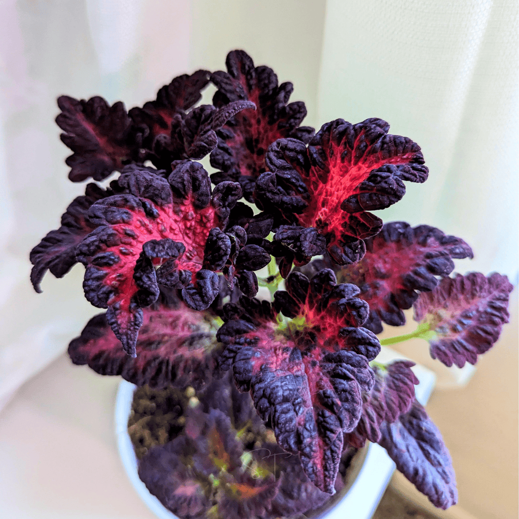 Black Dragon Coleus – 20 Seeds