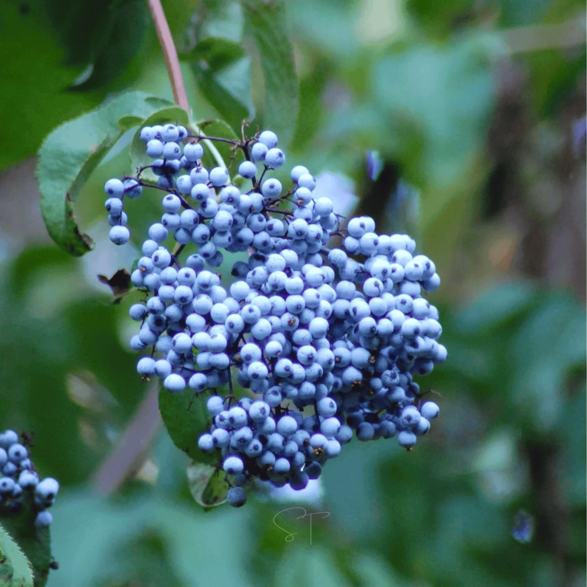 Blue Elderberry – 50 Seeds