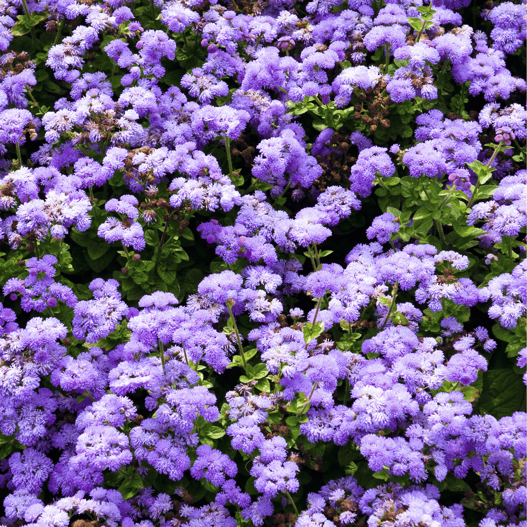 Blue Mink Dwarf Ageratum – 100 Seeds