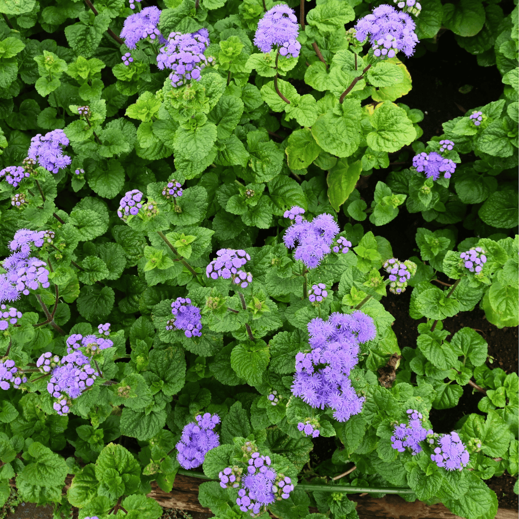 Blue Mink Dwarf Ageratum – 100 Seeds