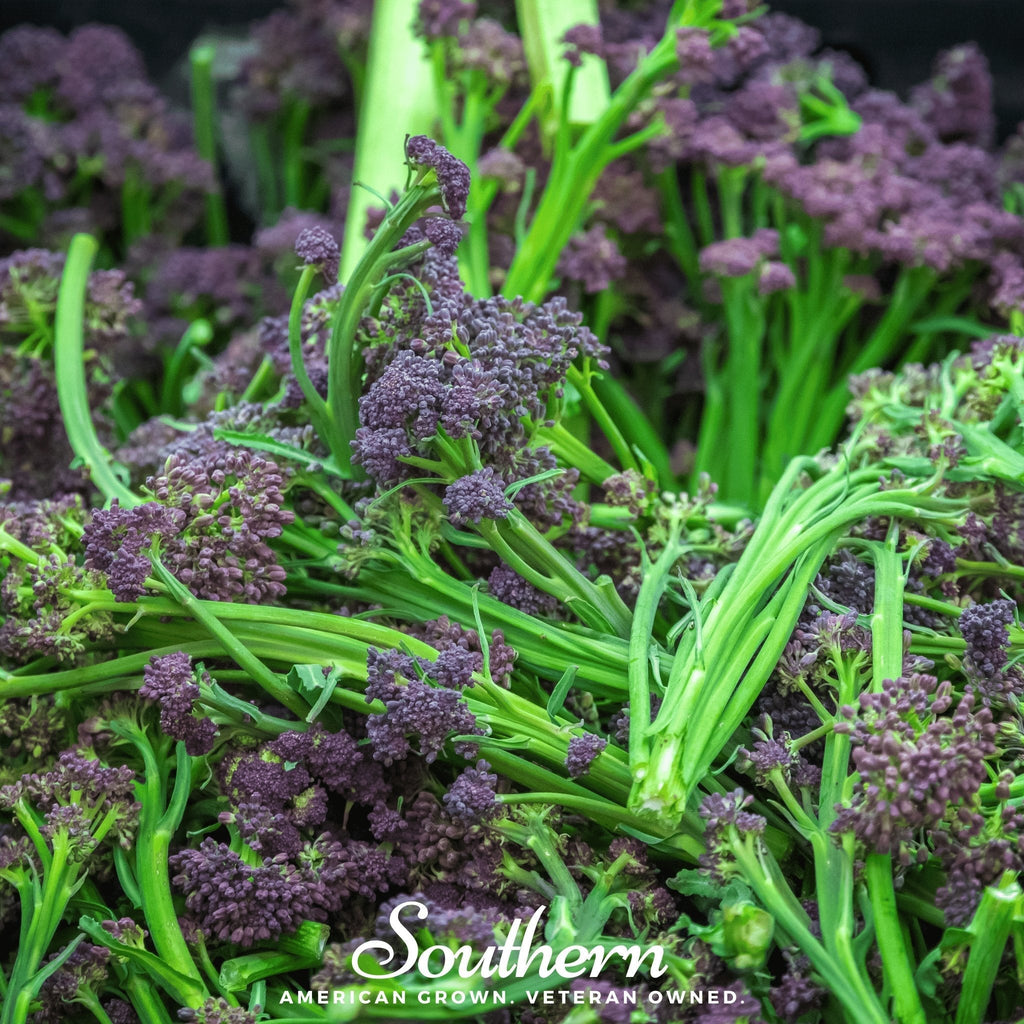 Purple Sprouting Broccoli – 100 Seeds