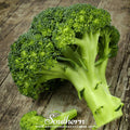 Waltham 29 Broccoli – 100 Seeds
