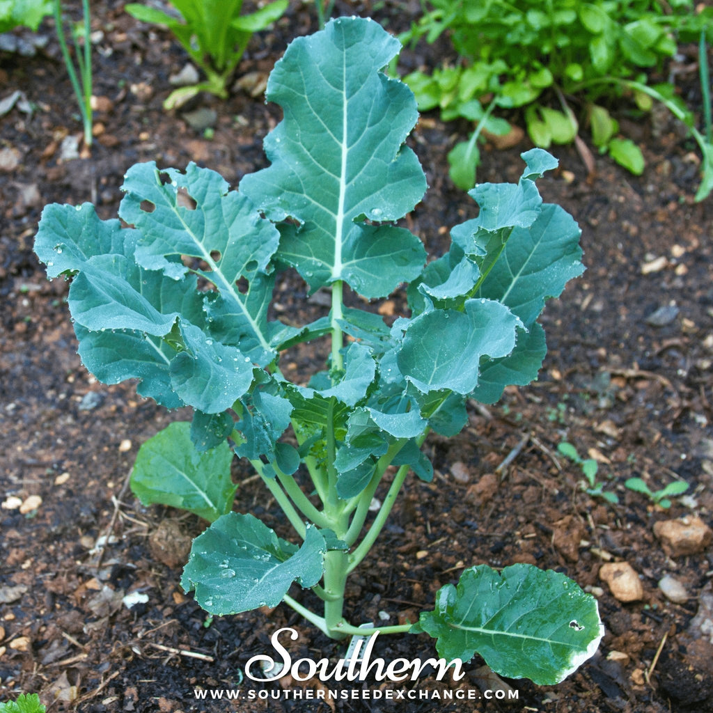 Waltham 29 Broccoli – 100 Seeds