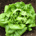 Buttercrunch Lettuce – 500 Seeds