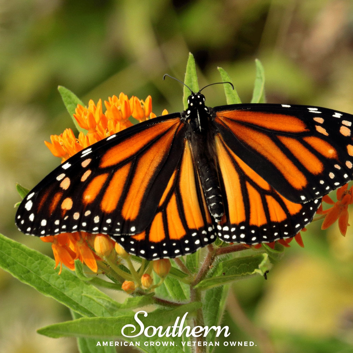 Orange Butterfly Weed – 35 Seeds