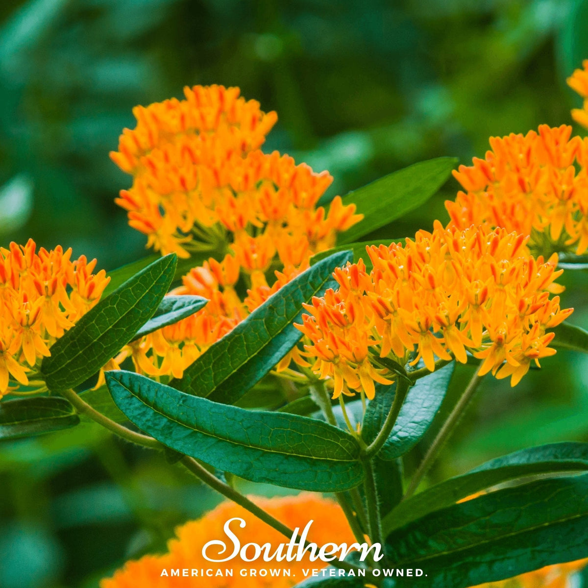 Orange Butterfly Weed – 35 Seeds