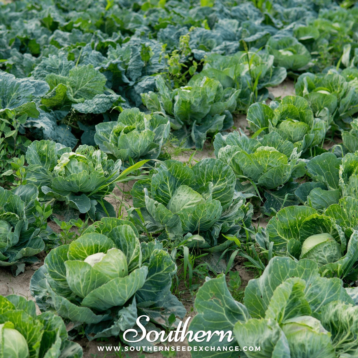 Brunswick Cabbage – 100 Seeds