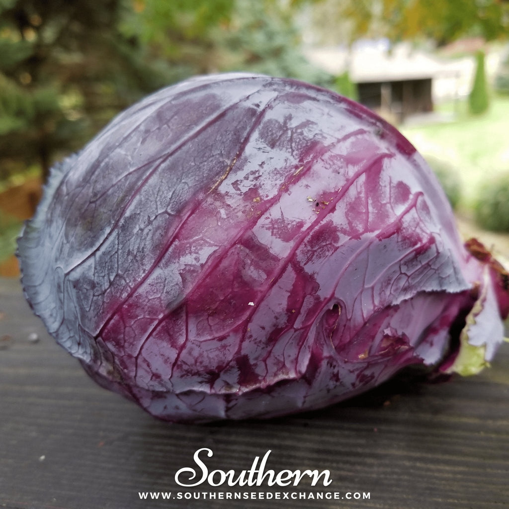 Mammoth Red Rock Cabbage – 100 Seeds