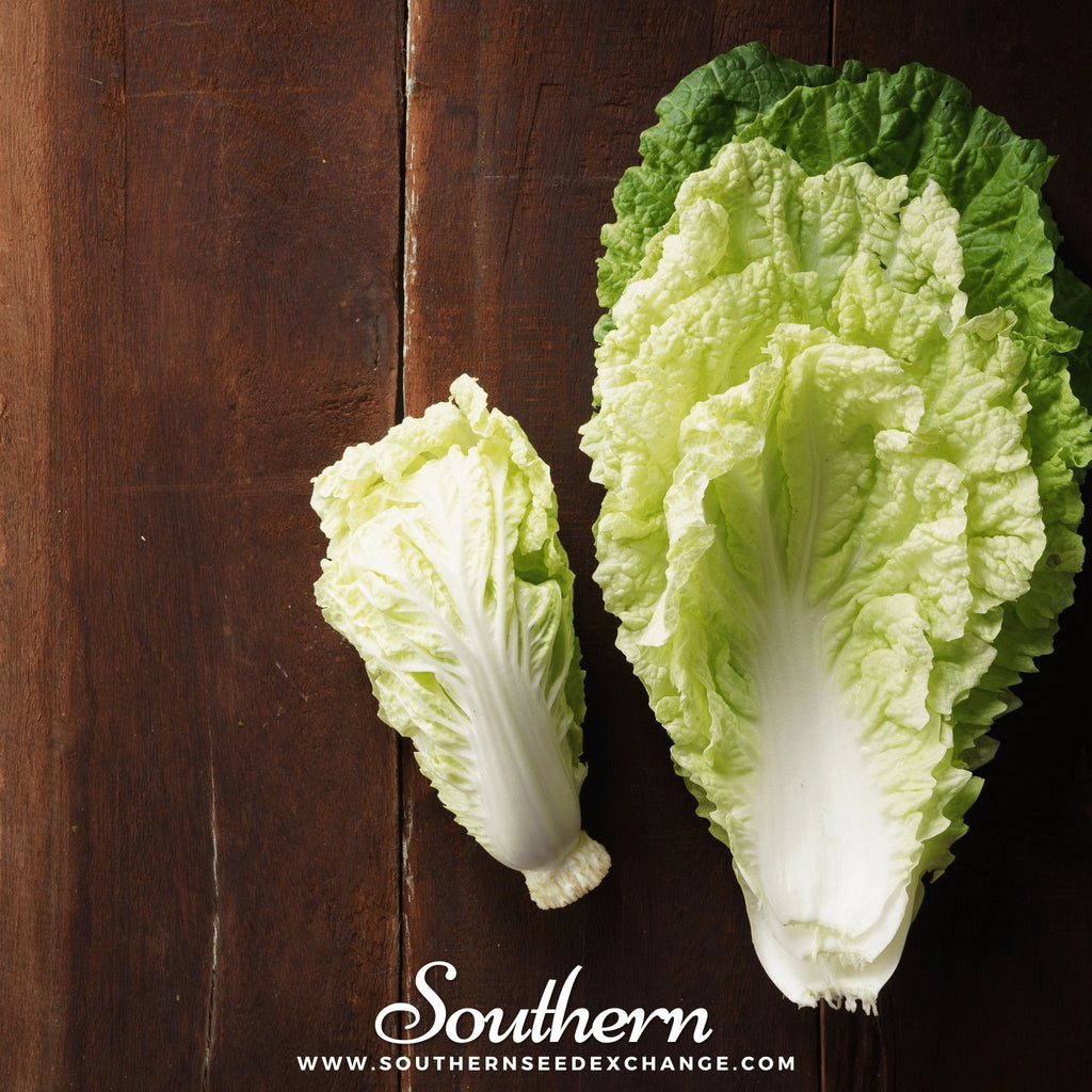 Napa Michihili Heading Cabbage – 100 Seeds