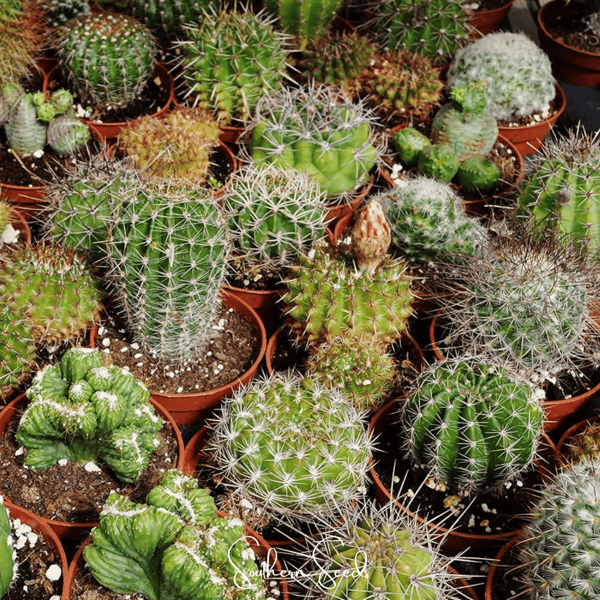 Cactus Mix – 30 Seeds