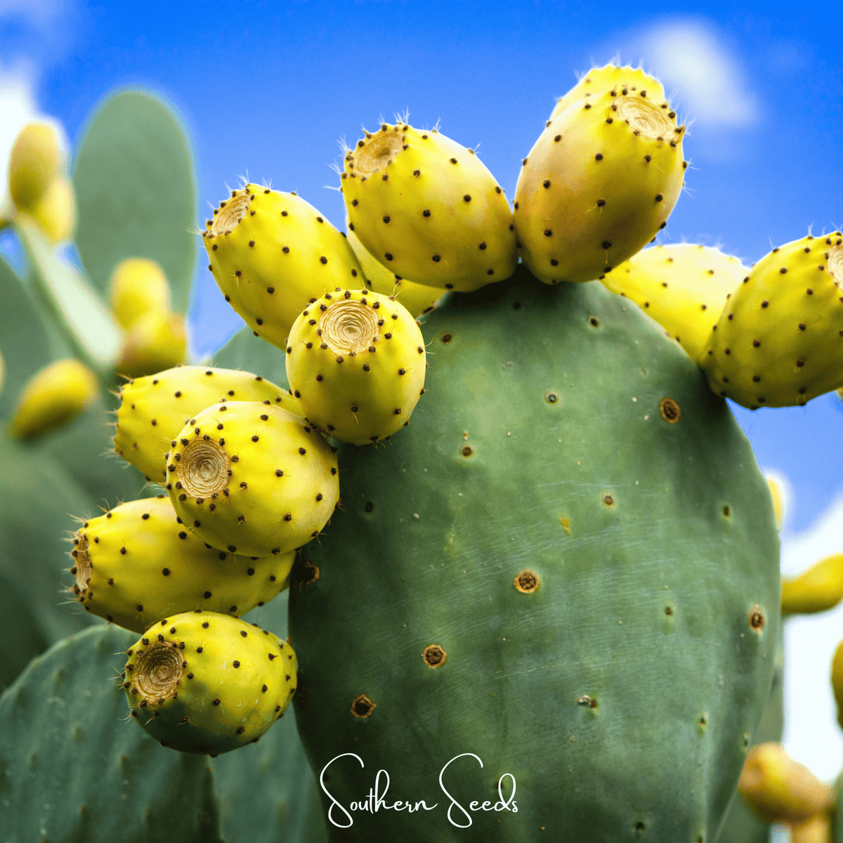 Prickly Pear Cactus – 15 Seeds