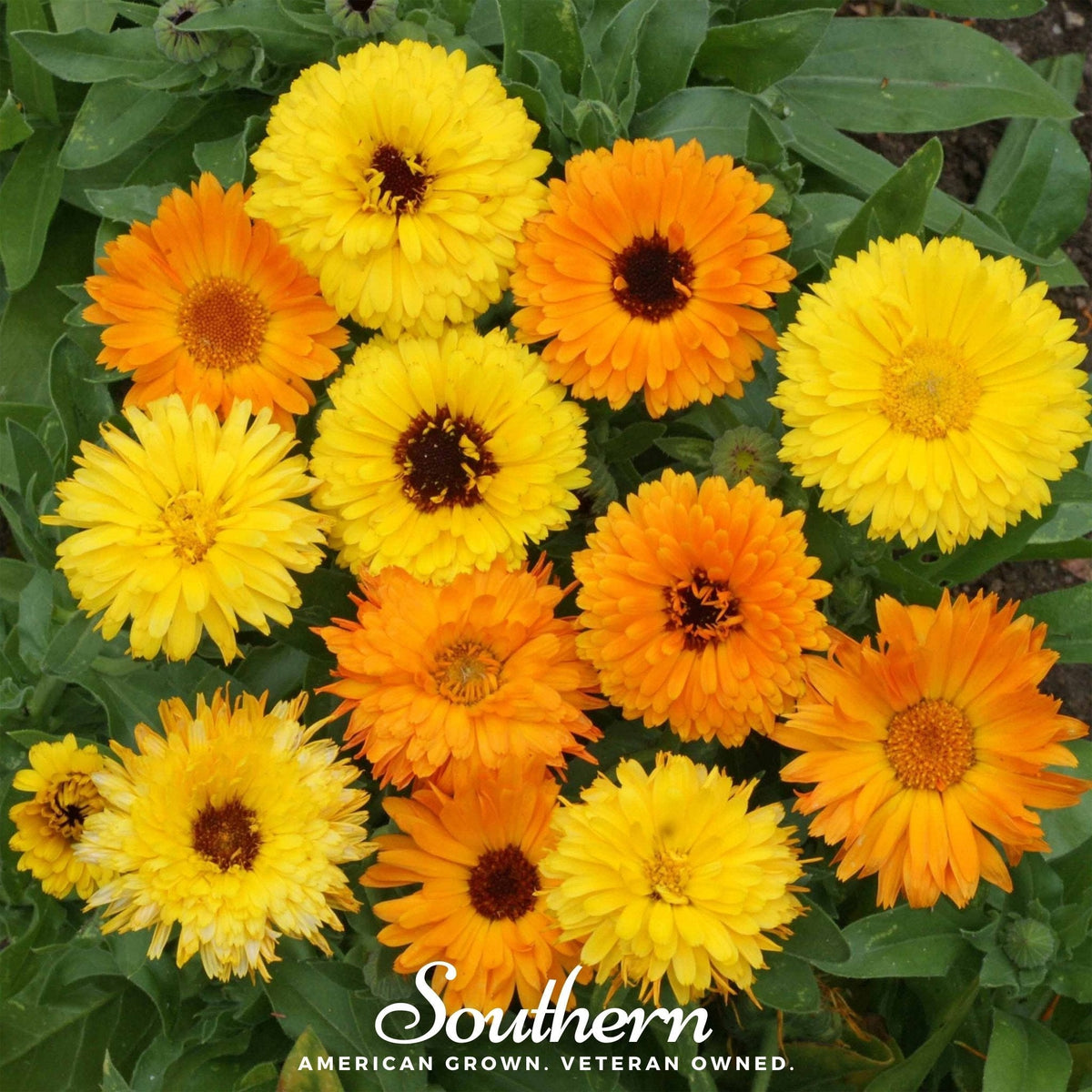 Fiesta Gitana Calendula – 100 Seeds