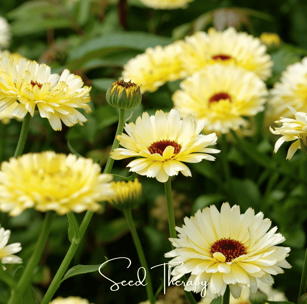 Ivory Princess Calendula – 50 Seeds