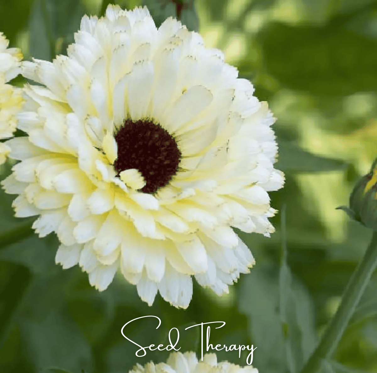 Ivory Princess Calendula – 50 Seeds